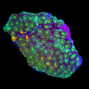RF Genie Echinata - 3 Eye Frag