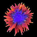 RF Colorado Sunburst Bubble Tip Anemone