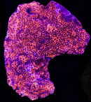 RF Mystic Sunset Montipora - 1" Frag