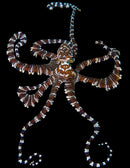 Wunderpus Octopus