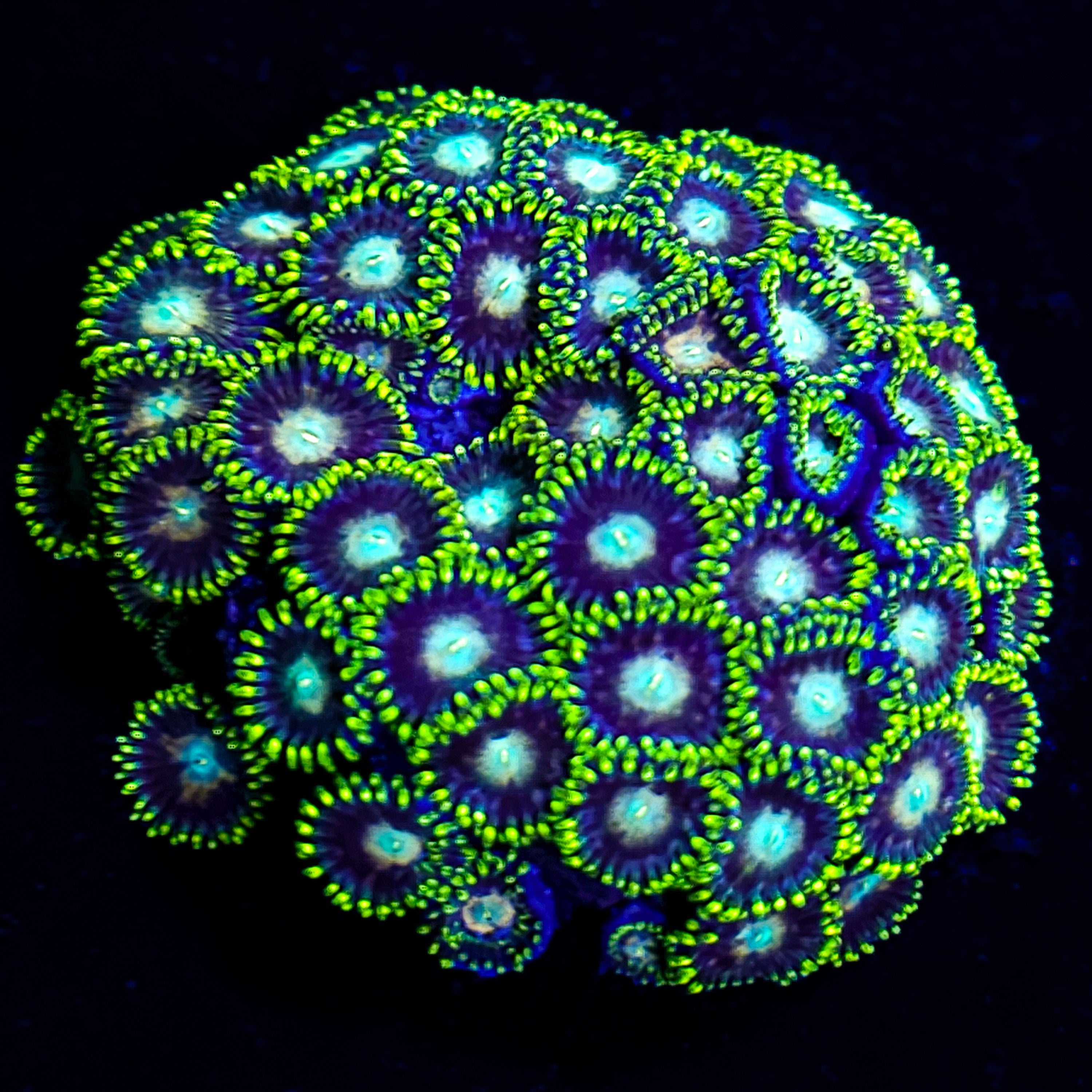 RF Starlight - 5 Polyps