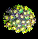 RF Goniopora - WYSIWYG V6