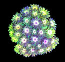 RF Goniopora - WYSIWYG U6