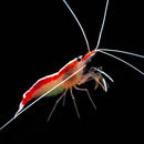 Cleaner Shrimp (Lysmata amboinensis)