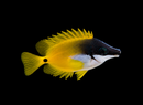 Foxface Rabbitfish - (Siganus vulpinus) - Juvenile