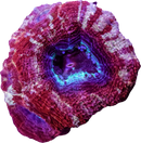 TSA Cherry Pie Acan Bowerbanki - 2 Heads