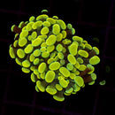 Gold Branching Hammer (Euphyllia paraancora) - WYSIWYG
