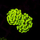 Gold Branching Hammer (Euphyllia paraancora) - WYSIWYG