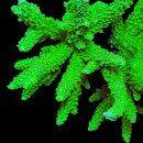 ORA Frogskin Stag 3cm Frag