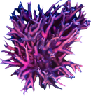 WWC Blue Polyp Birdsnest