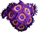 Armor of God - 1 Polyp