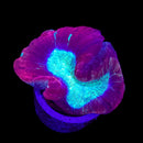Trachyphyllia geoffroyi (WYSIWYG)
