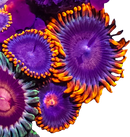 Xmen - 1 Polyp