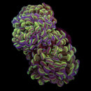 Hologram Branching Hammer (Euphyllia paraancora) - WYSIWYG