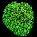 Green Star Polyps (GSP)