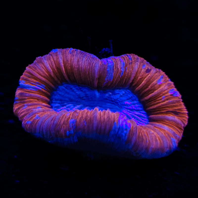 Wellsophyllia
