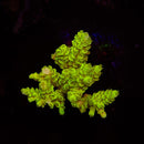 WWC Toxic Slimer Acropora