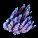 RF Bubblebath Unicorn Acropora - WYSIWYG
