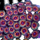 RF Hallacious - 3 Polyps