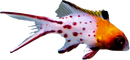 Lyretail Hogfish - Bodianus anthioides