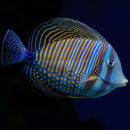 Sailfin Tang (Zebrasoma veliferum)