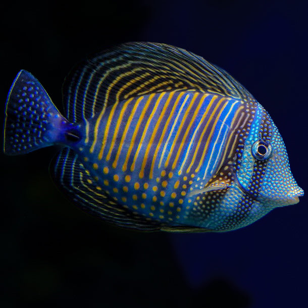 Sailfin Tang Zebrasoma veliferum