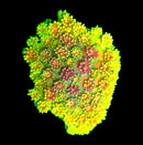 RF Goniopora - WYSIWYG V9