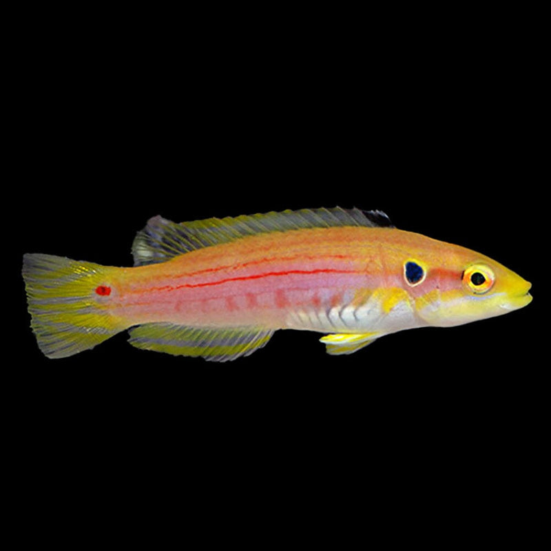 Yellow Candy Hogfish Bodianus bimaculatus