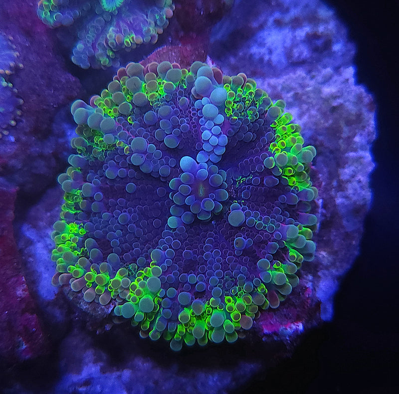 Horizon Glow Yuma