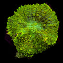 RF Lucky Charm Rhodactis Mushroom