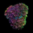 RF Goniopora - WYSIWYG O1