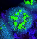 Uranium Bounce Mushroom