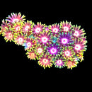 RF Goniopora - WYSIWYG P4