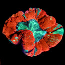 Trachyphillia geoffroyi (WYSIWYG)