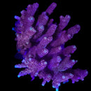 RF Pink Carnival Acropora  - WYSIWYG
