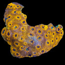 RF Golden Tide Echinata - WYSIWYG