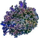 RF Green Octospawn Coral (Euphyllia divisa)