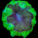 RF Carnage Hulk Acanthophyllia