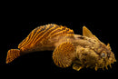 Oyster Toadfish (Opsanus tau)