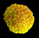 RF Goniopora - WYSIWYG T9
