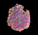 RF Goniopora - WYSIWYG T6
