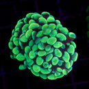 Toxic Splatter Branching Hammer (Euphyllia paraancora) - WYSIWYG