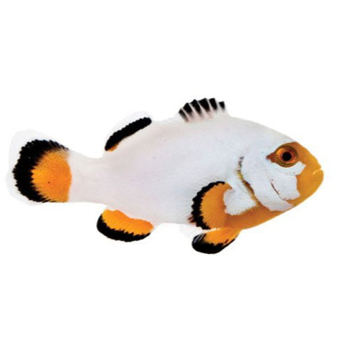 Platinum Clownfish Amphiprion ocellaris