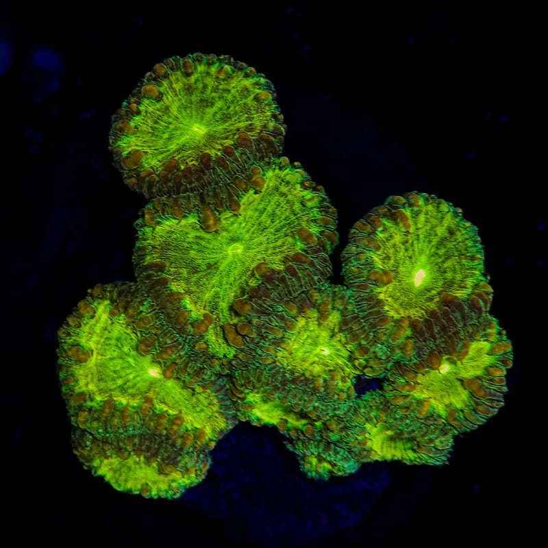 Blastomussa