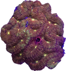 RF Ultra Yellow Eye Lobophyllia - Lobophyllia hemprichii