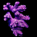 RF Royal Flush 3cm Frag