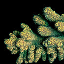 RF Tropicana 3cm Frag