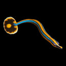 Blue Line Pipefish (Doryrhamphus excisus)