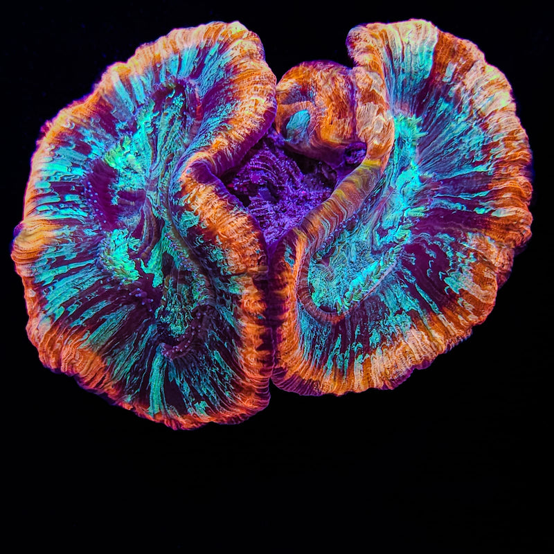 Trachyphillia