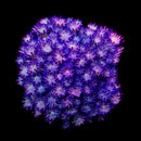 RF Goniopora - WYSIWYG V1